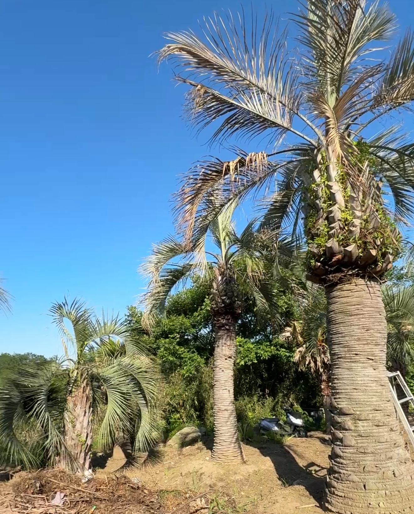 ヤシの木のある風景：南国気分を日常に - 高崎市で安くておしゃれな外